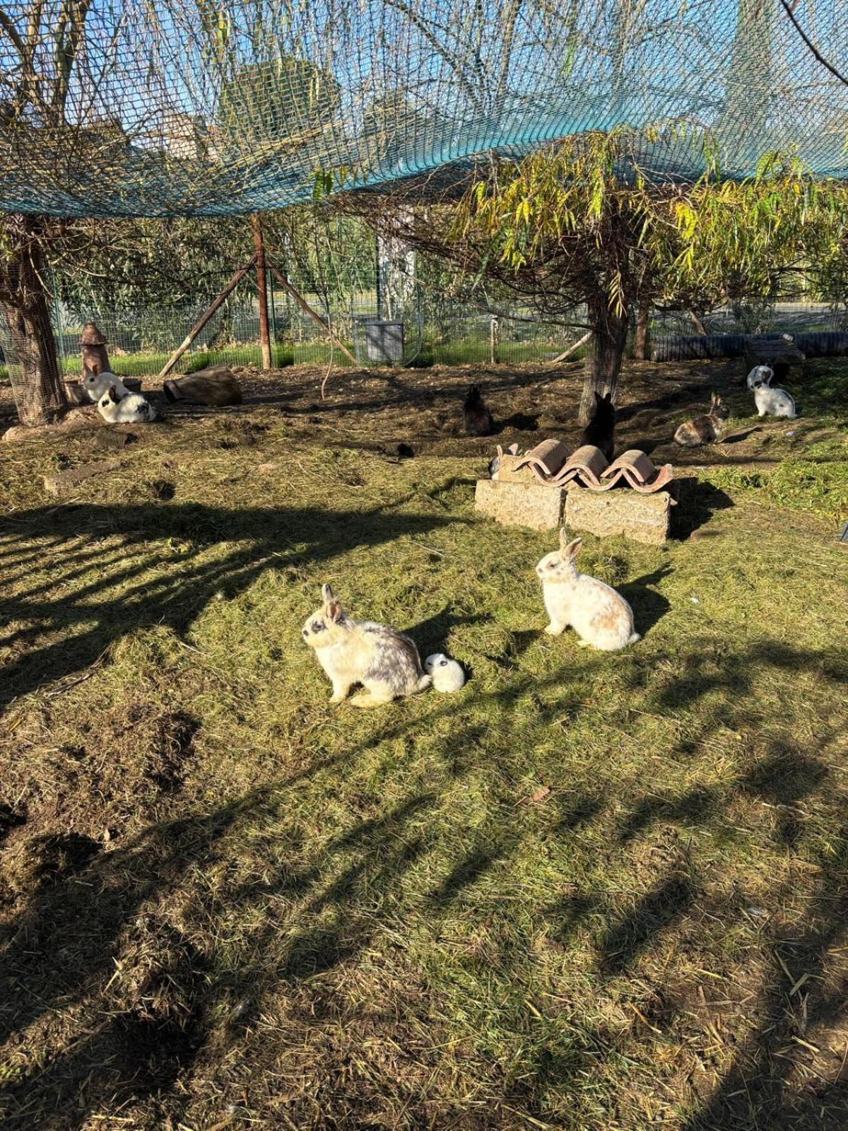 Fattoria Palazzeta - Pet & Family Friendly Aparthotel Cecina  Exteriör bild